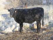 2018 weaner steer 042