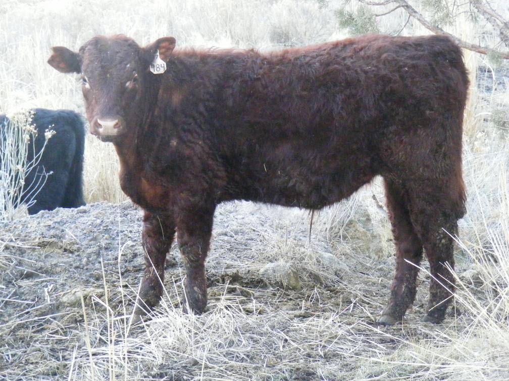 2018 weaner steer 484