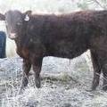 2018 weaner steer 484