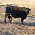 Fall Cow 138