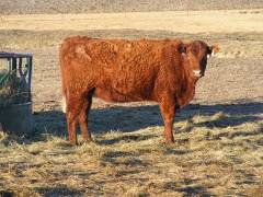 Fall Cow 449