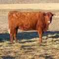 Fall Cow 449