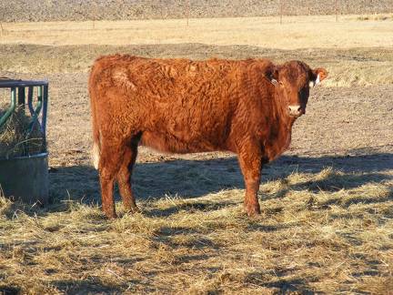 Fall Cow 449