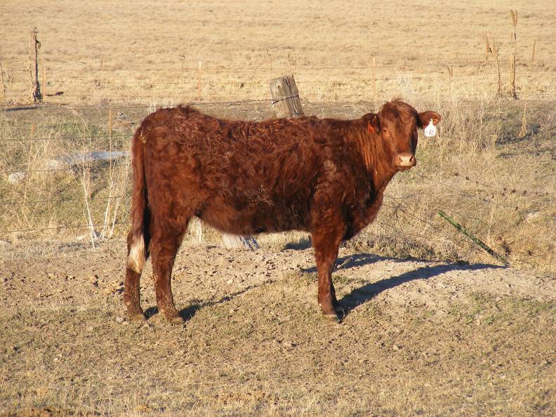 Fall Cow 618