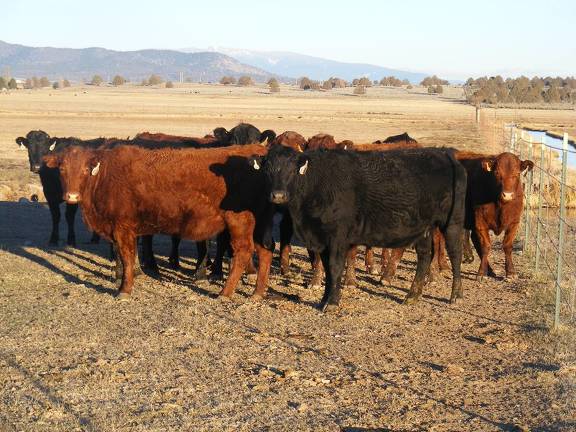 Fall Cows