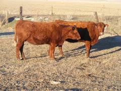 Fall Cows