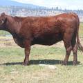 Two Year Old Cow 618