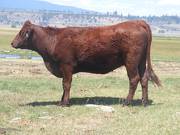Two Year Old Cow 618