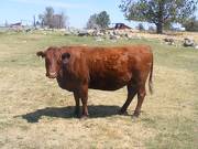 Seven Year Old Cow 202