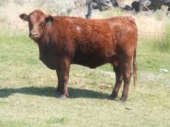 Two Year Old Cow 642