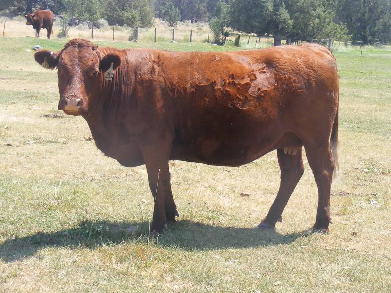 seven Year Old Cow 202