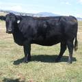 Five Year Old Cow 484