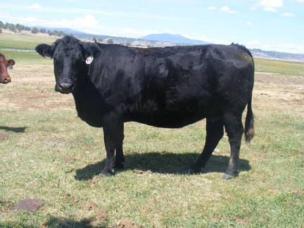 Five Year Old Cow 484