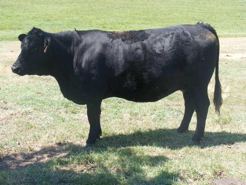 Five Year Old Cow 484