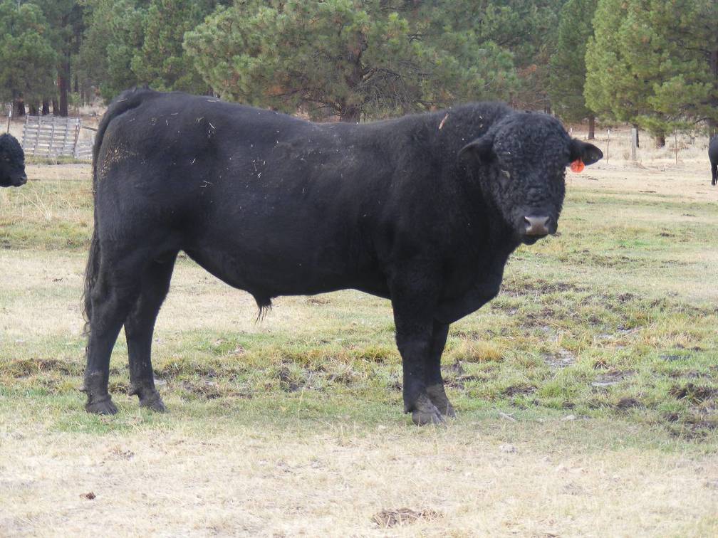 631 Black Bull for sale