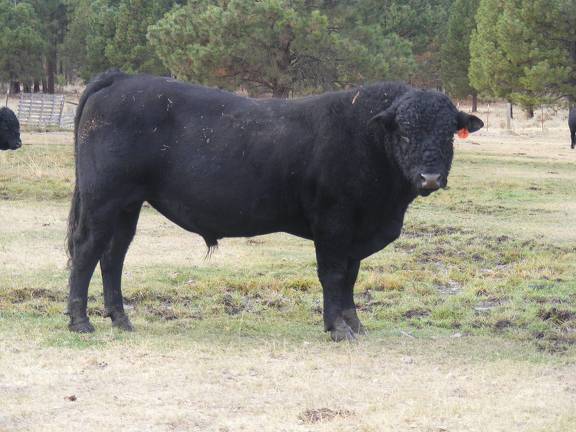 631 Black Bull for sale