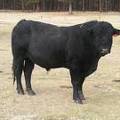 631 Black Bull for sale