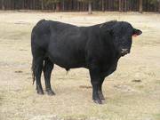 631 Black Bull for sale