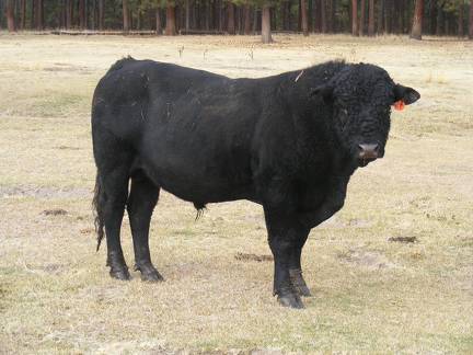 631 Black Bull for sale