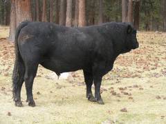 631 Black Bull for sale