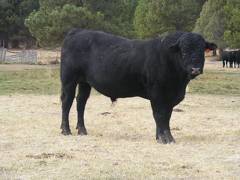 631 Black Bull for sale