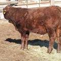 631 Weaner Bull