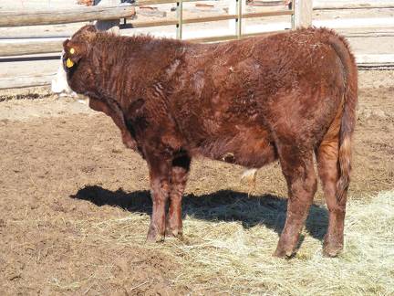 631 Weaner Bull