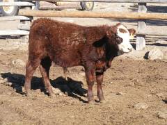 631 Weaner Bull