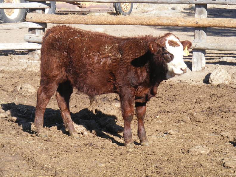 631 Weaner Bull