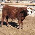 631 Weaner Bull