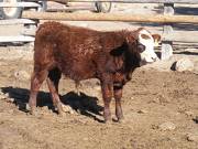 631 Weaner Bull