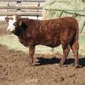 631 Weaner Bull