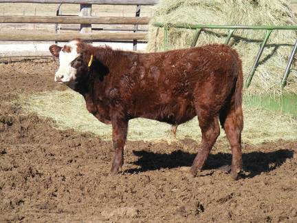 631 Weaner Bull