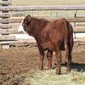 631 Weaner Bull