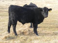 557 Yearling Bull for Sale