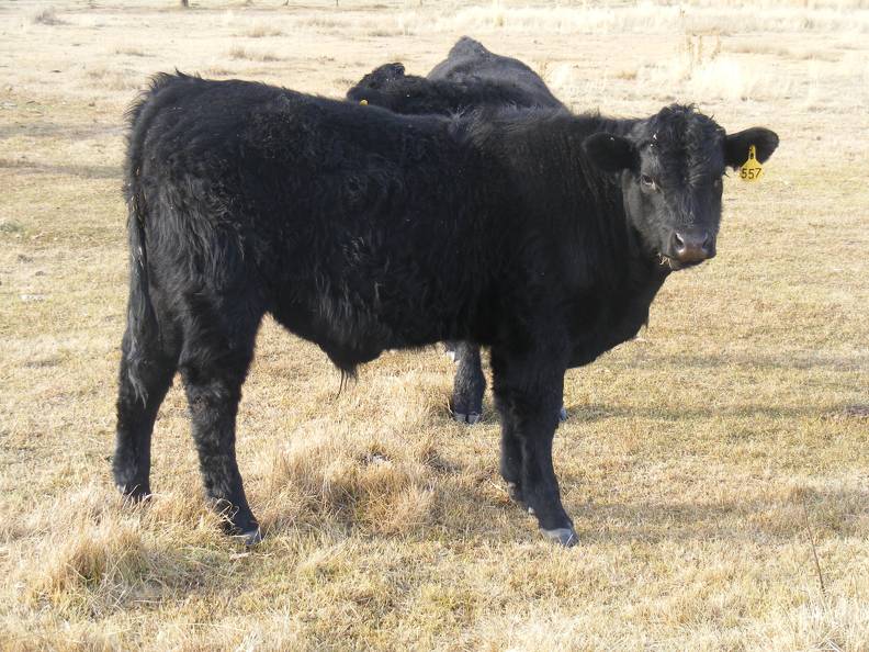 557 Yearling Bull for Sale (2).JPG