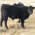557 Yearling Bull for Sale
