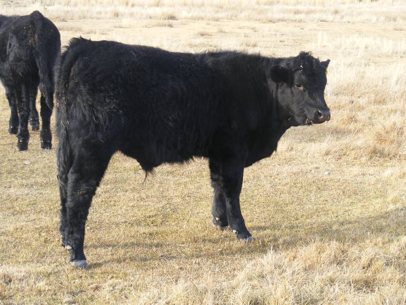 557 Yearling Bull for Sale