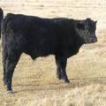 557 Yearling Bull for Sale