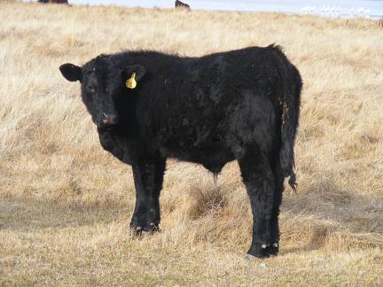 557 Yearling Bull for Sale 