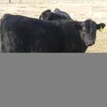 557 Yearling Bull for Sale 