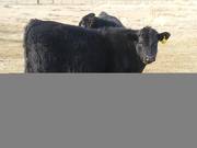 557 Yearling Bull for Sale 