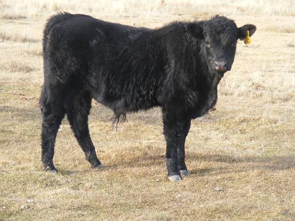 3= Yearling Bull for Sale 