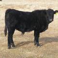 3= Yearling Bull for Sale