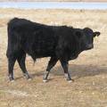 126 Yearling Bull for Sale