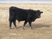 126 Yearling Bull for Sale