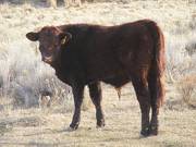 460 Yearling Bull for Sale