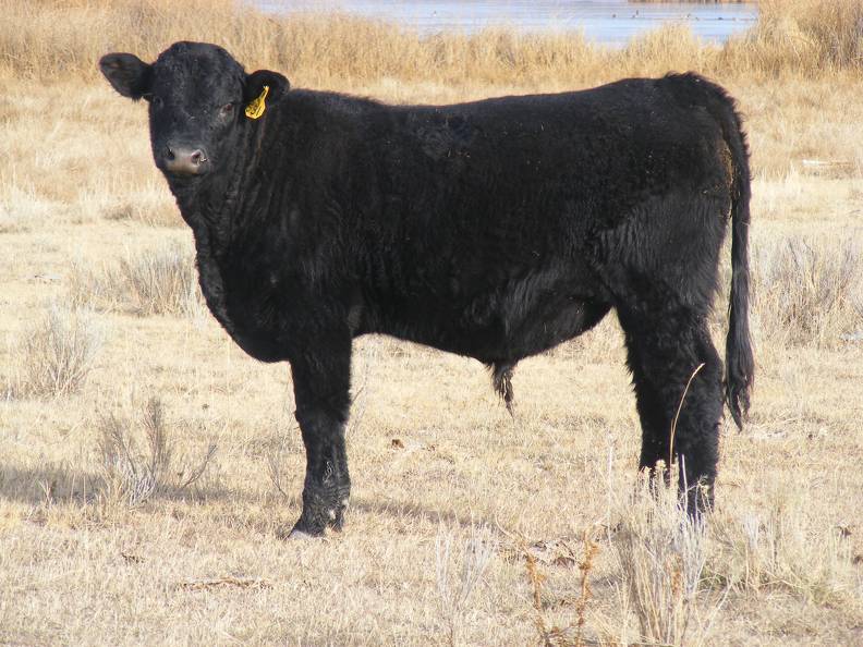 531 Yearling Bull for Sale (1).JPG