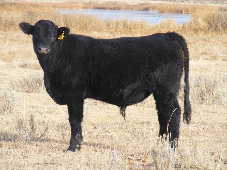 531 Yearling Bull for Sale (2).JPG