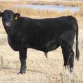 531 Yearling Bull for Sale